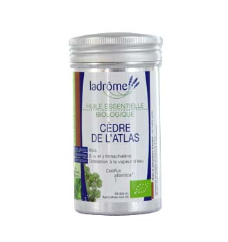 Nouveau C�?¨dre de l'Atlas Ladrome