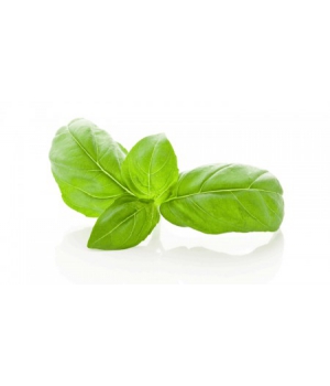 Basilic feuille Bio Herboristerie De Paris