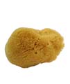 Mignonette �ponge � D�maquiller �ponge De Mer Centifolia