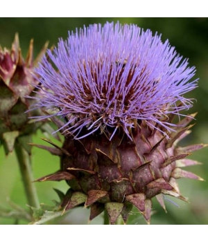 Herboristerie De Paris Artichaut Cardon Cynara 100gr