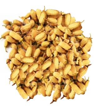 Herboristerie De Paris Oranger Bigaradier bouton Bio 100g